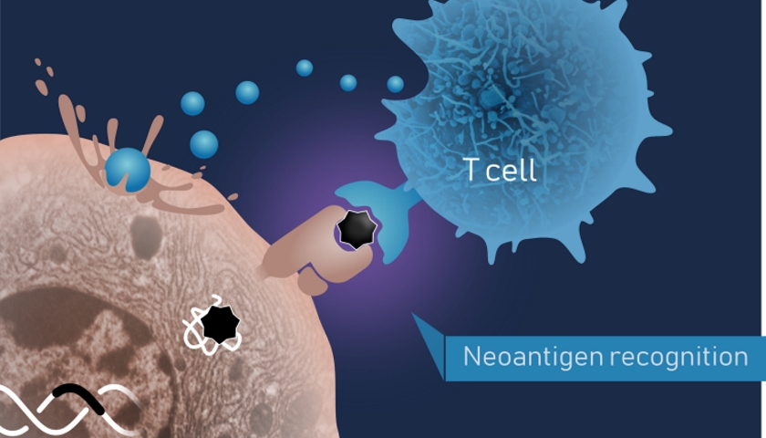 Neoantigens Enable Personalized Cancer Immunotherapy